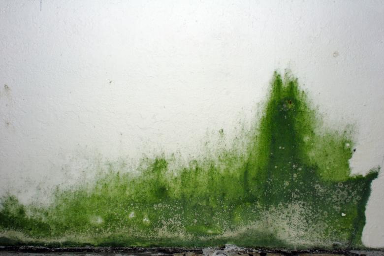 Free stock image of Green goo on the wall created by Bjorgvin