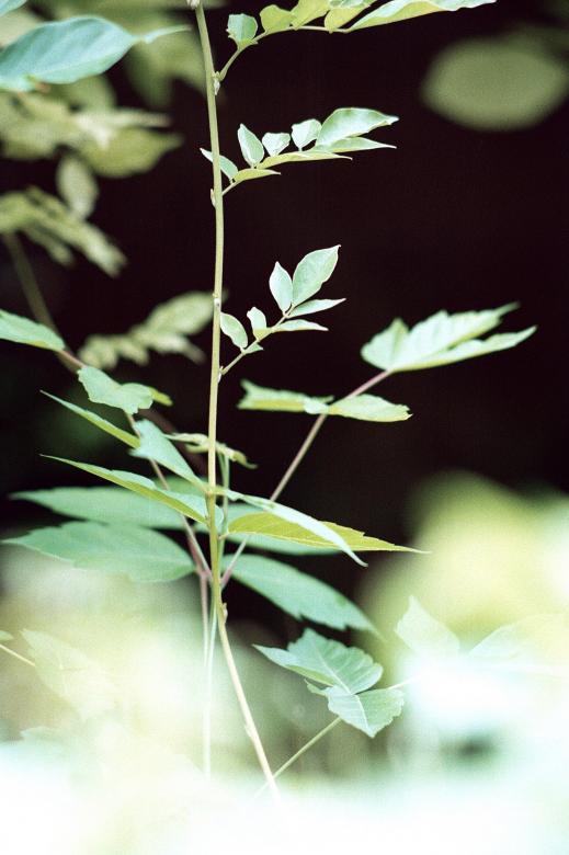 Free stock image of The future forest created by Dan Lavric