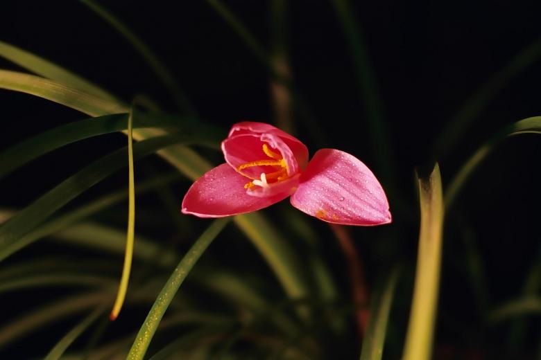 Free stock image of The main flower created by Dan Lavric
