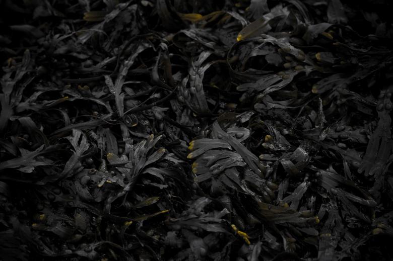 Free stock image of Seaweed created by Bjorgvin