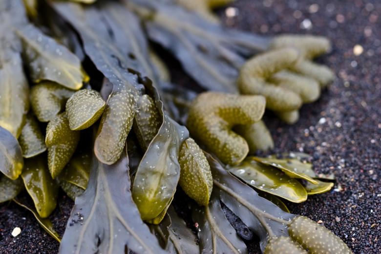 Free stock image of Seaweed created by Bjorgvin