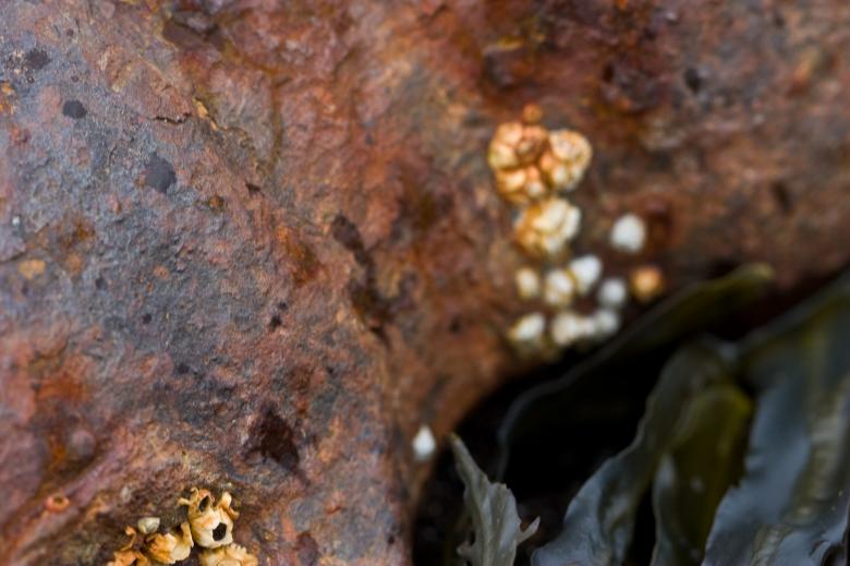 Free stock image of Rusted metal created by Bjorgvin