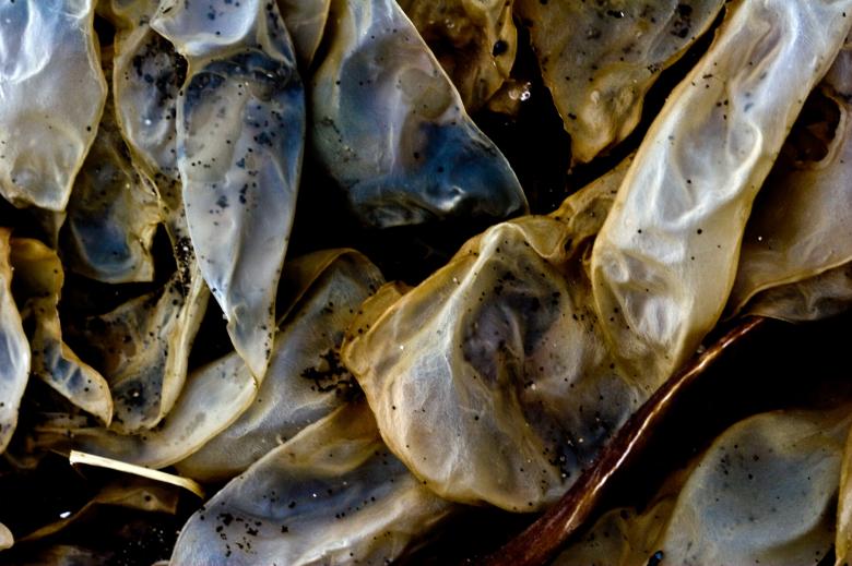 Free stock image of Seaweed created by Bjorgvin