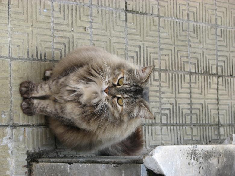 Free stock image of Puffy cat created by Barbara Din