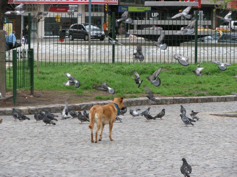 Free stock image of Dog chasing pigeons created by Barbara Din