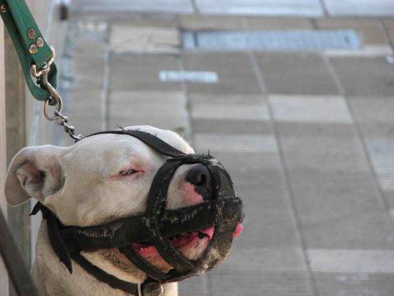 Free stock image of Muzzled dog created by Barbara Din
