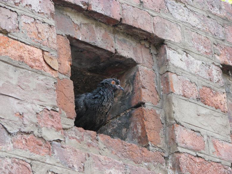Free stock image of Pigeon created by Barbara Din
