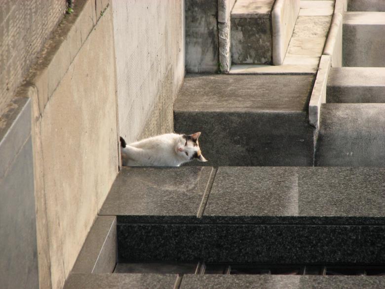 Free stock image of Cat created by Barbara Din
