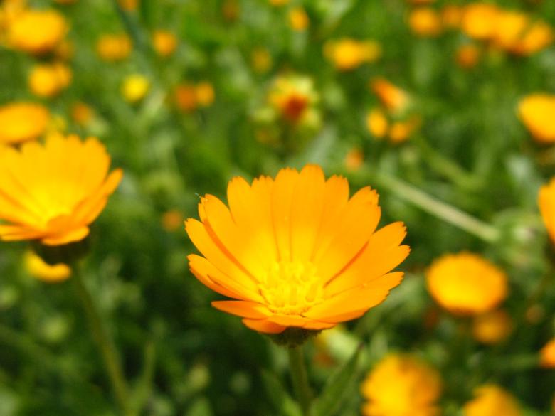 Free stock image of Yellow flowers created by tdub