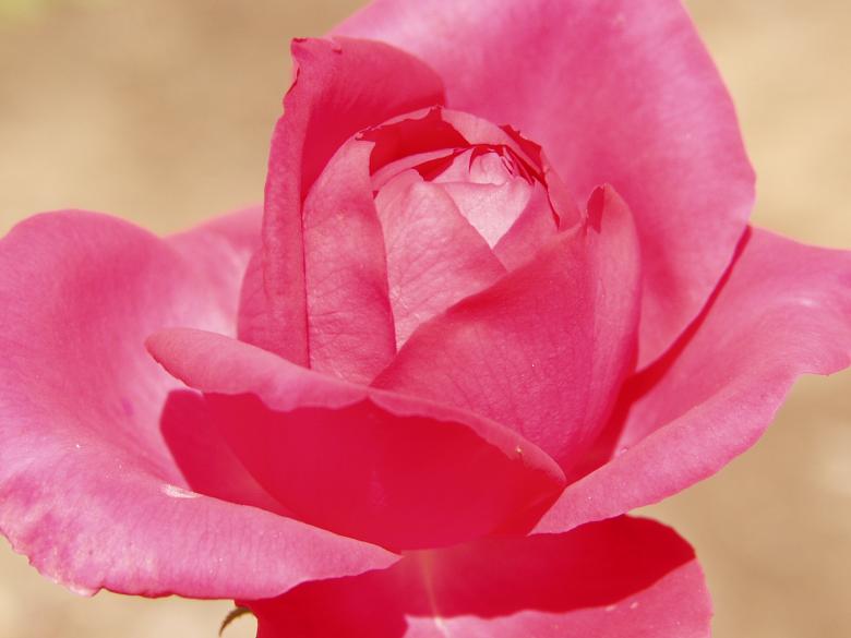 Free stock image of Red rose created by channing martjnez