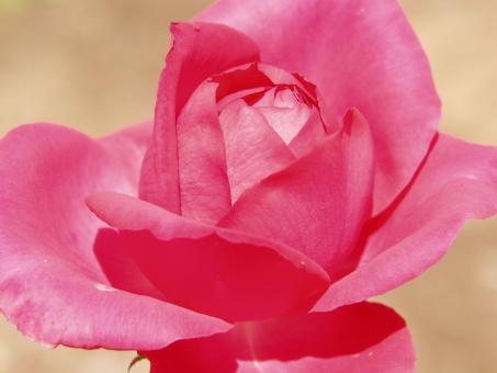 Red rose - Free Stock Photo