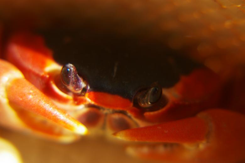 Free stock image of Crab touloulou created by frhuynh