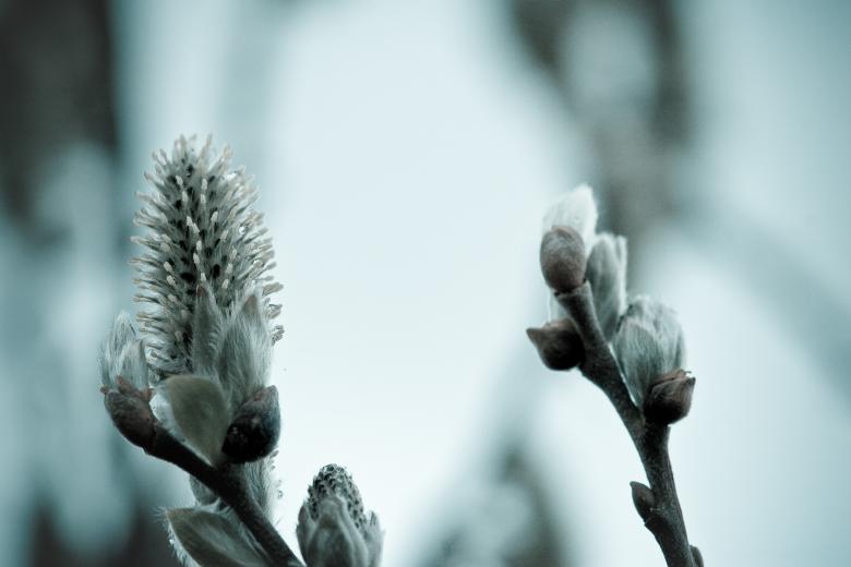 Free stock image of Growing tree created by Bjorgvin