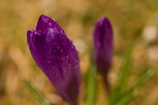 Free Stock Photo of Purple flower