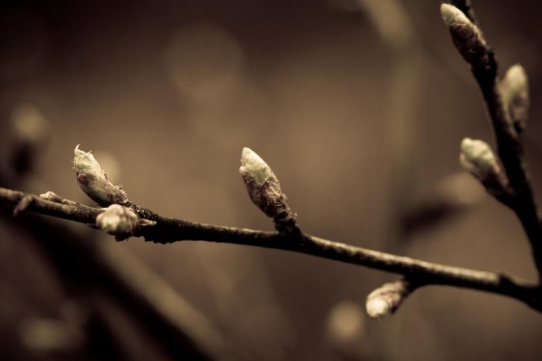 Free stock image of Spruces created by Bjorgvin