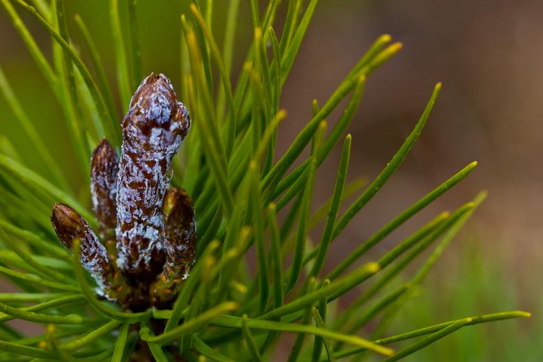 Free stock image of Cone tree created by Bjorgvin