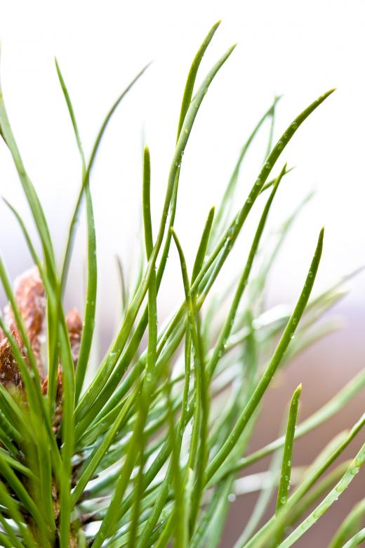Free stock image of Green needles created by Bjorgvin