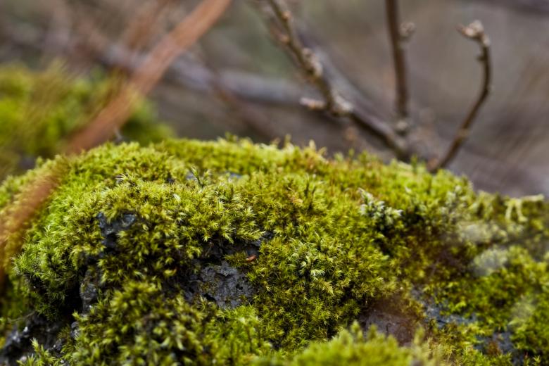 Free stock image of Green moss created by Bjorgvin