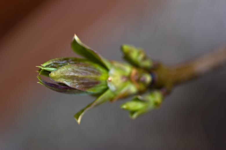 Free stock image of Spruce created by Bjorgvin