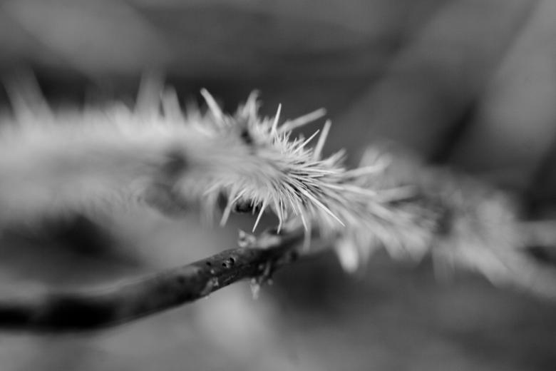 Free stock image of Thorns created by Bjorgvin