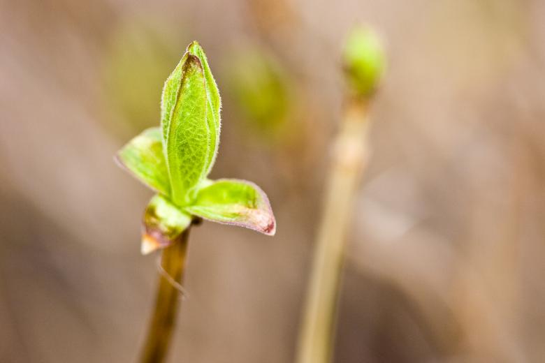 Free stock image of Spruce created by Bjorgvin