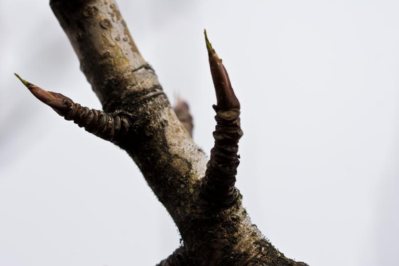 Free stock image of Branches created by Bjorgvin