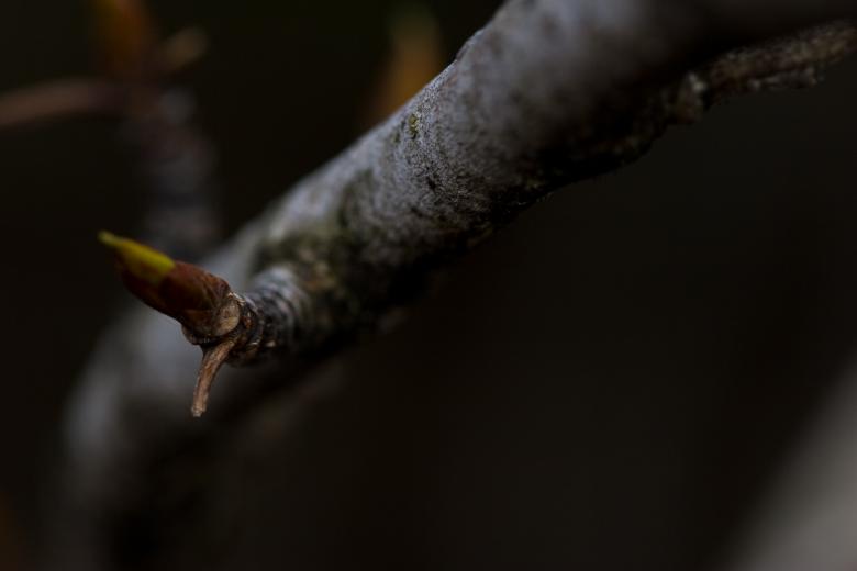 Free stock image of Spruce on a tree created by Bjorgvin