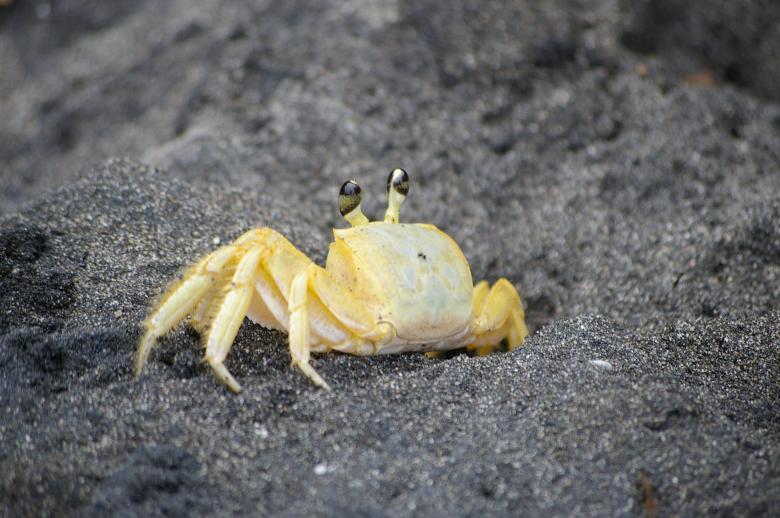 Free stock image of Crab on black beach created by frhuynh