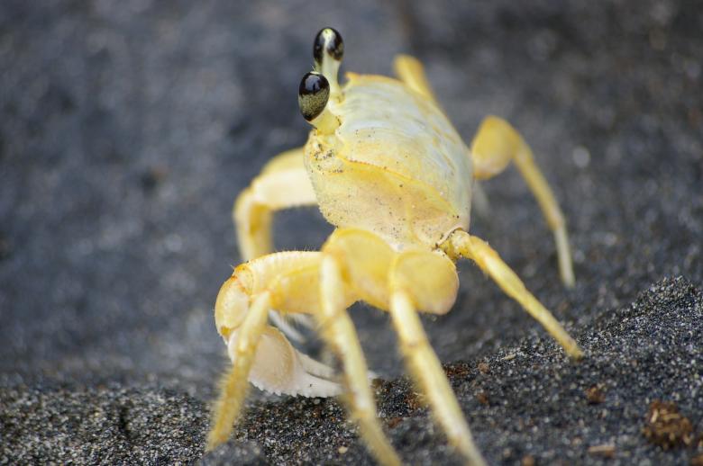 Free stock image of Crab on black beach created by frhuynh