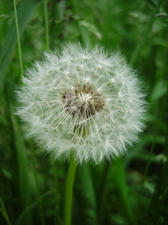 Free stock image of Dandelion Clock created by Tudor Antonel Adrian