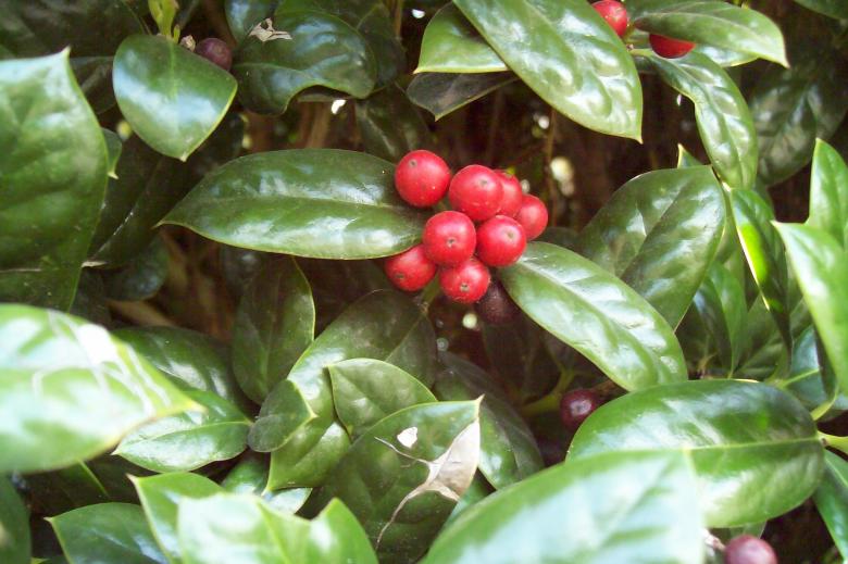 Free stock image of Red berries created by Dan Priced