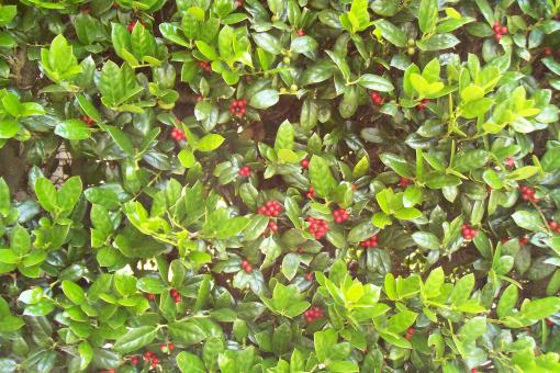 Holly Bush - Free Stock Photo