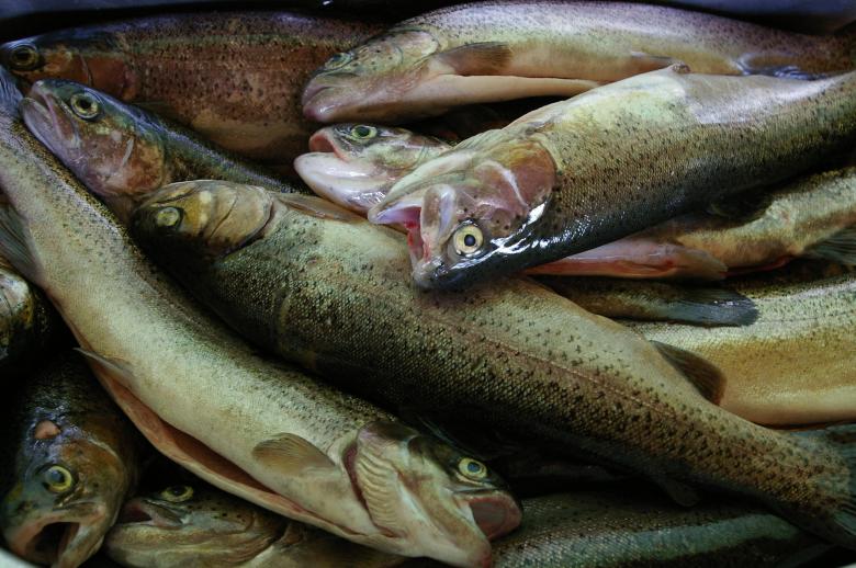 Free stock image of Fish created by frhuynh