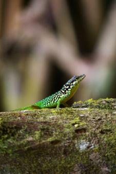 Lizard - Free Stock Photo