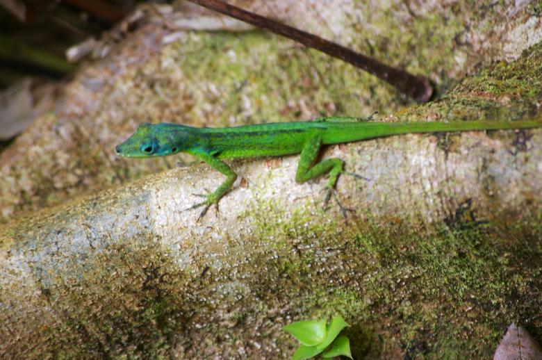 Free stock image of Lizard created by frhuynh