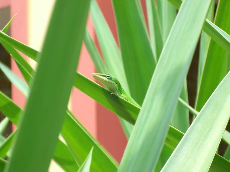 Free stock image of Green Anole created by Aaron Westley