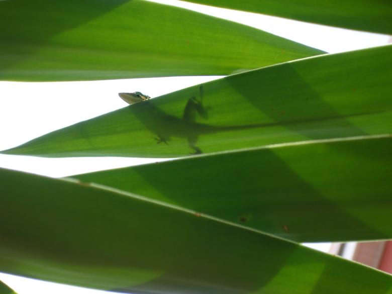 Free stock image of Green Anole created by Aaron Westley