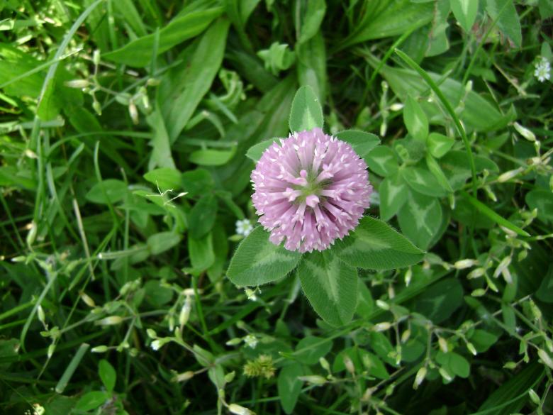 Free stock image of Flower Burst created by Lokigrl616