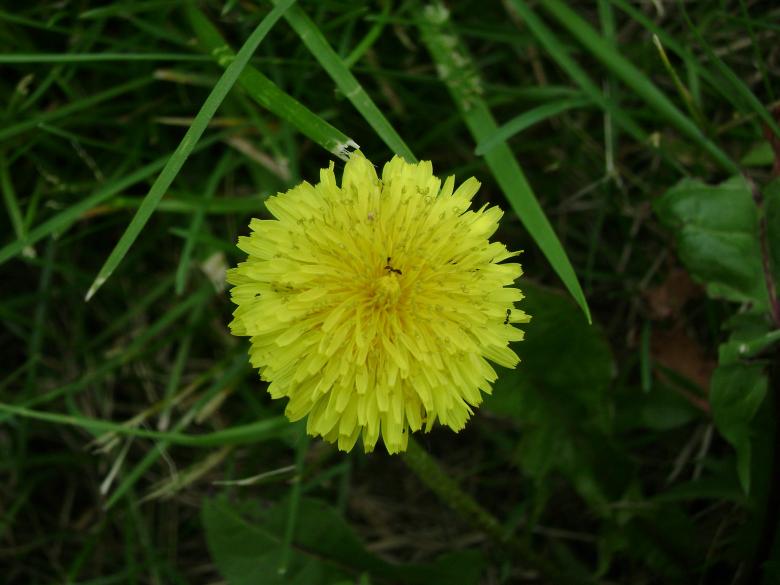 Free stock image of Flower Burst created by Lokigrl616