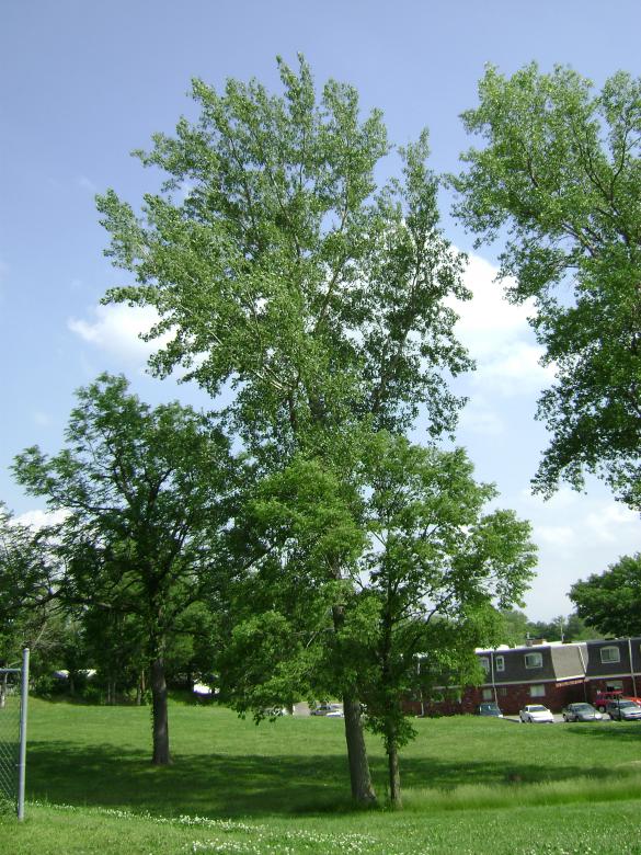 Free stock image of Giant tree created by Lokigrl616