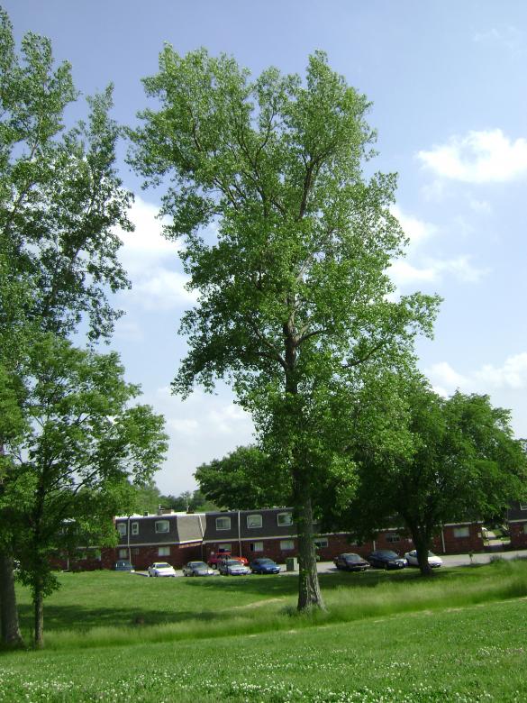 Free stock image of Giant tree created by Lokigrl616