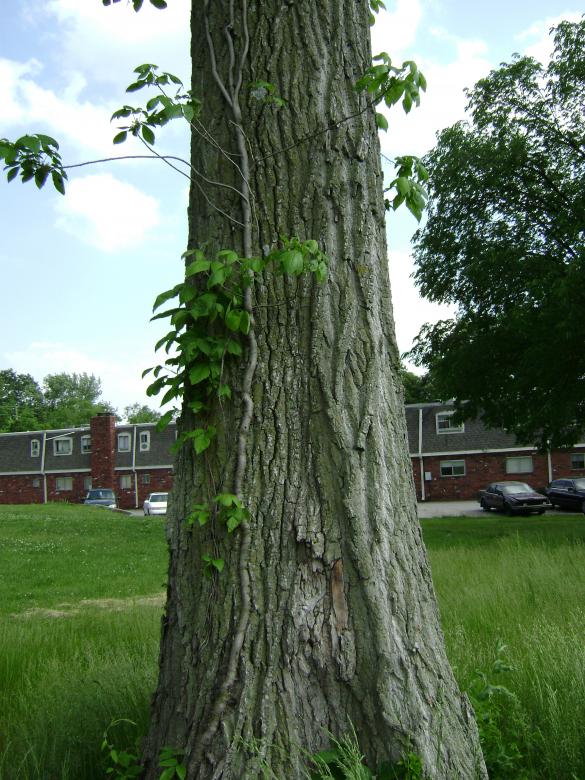 Free stock image of Ivy created by Lokigrl616