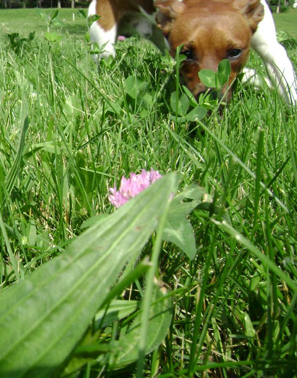 Free stock image of Sniffing around created by Lokigrl616