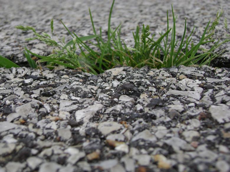 Free stock image of Growing through created by Lokigrl616