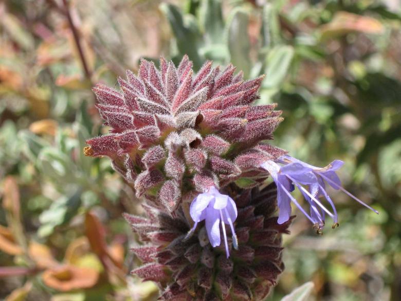 Free stock image of Velvet Thistle created by Allison Tobin Clark