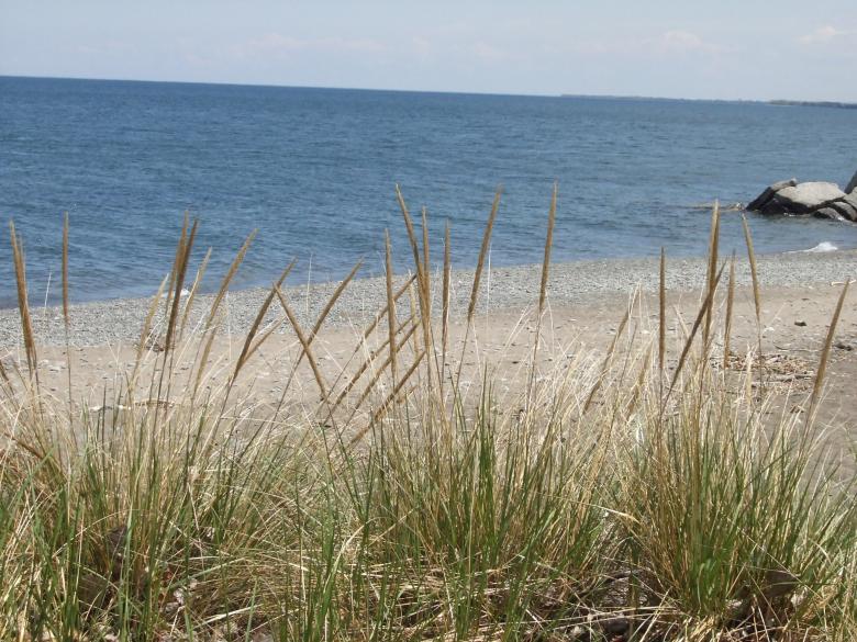 Free stock image of Grass at the beach created by Anita Levesque