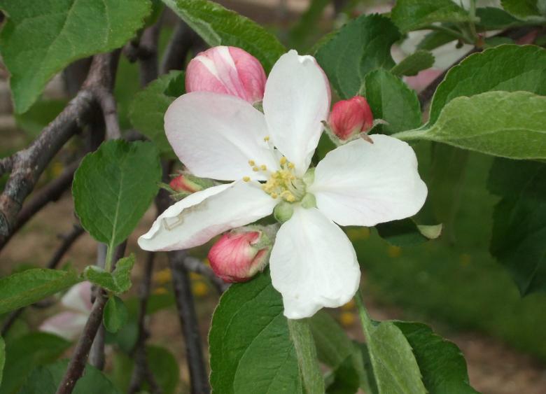 Free stock image of Blossom created by Anita Levesque