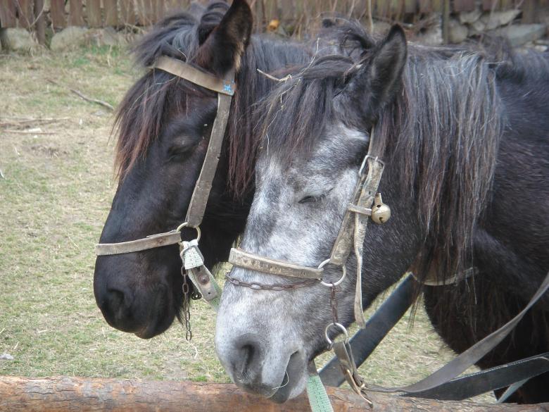Free stock image of Two horses created by lecock