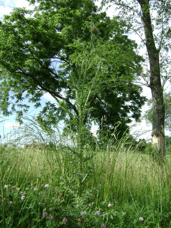 Free stock image of Thorny thistle plant created by Lokigrl616