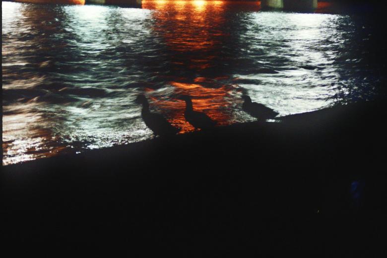 Free stock image of Ducks at night created by Ryan VanKuiken